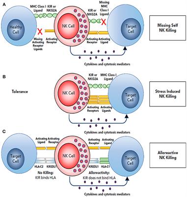 Overcoming Resistance to Natural Killer Cell Based Immunotherapies for Solid Tumors